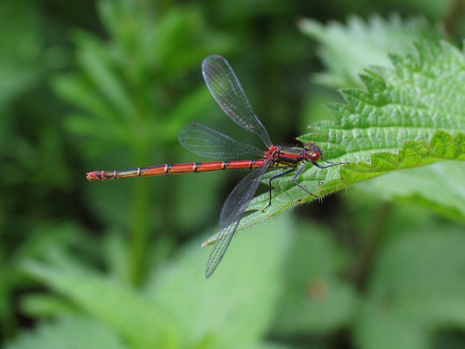 Female Large Red Damselfly by David Kitching